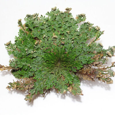 Rosa de Jericó Planta Sagrada
